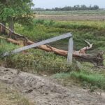 gava-gataya-ka-pasa-tata-paugdha-bjal-ka-pal-savatha_1653331215