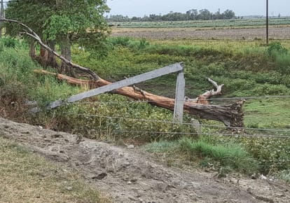 gava-gataya-ka-pasa-tata-paugdha-bjal-ka-pal-savatha_1653331215